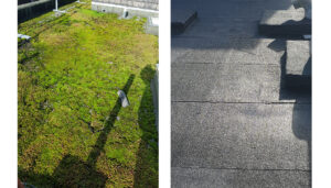 Old flat roof showing moss and hen replacement roof